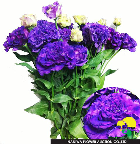 Eustoma Voyage blue.jpg